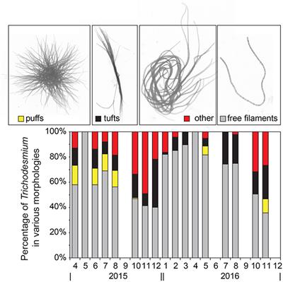 Temporal Variability of Trichodesmium spp. and Diatom-Diazotroph Assemblages in the North Pacific Subtropical Gyre